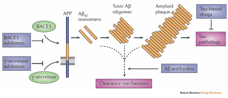 amyloid primer