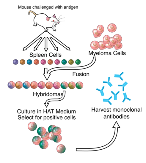 myostatin