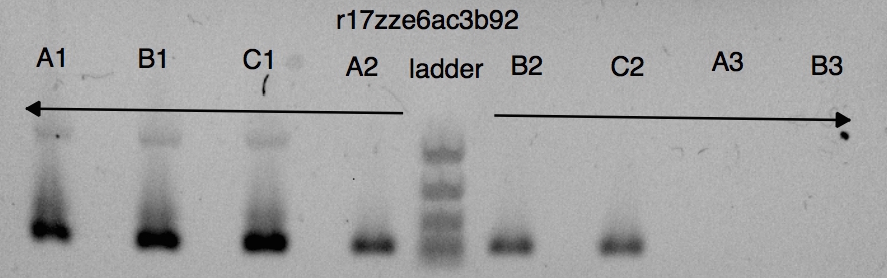 PCR